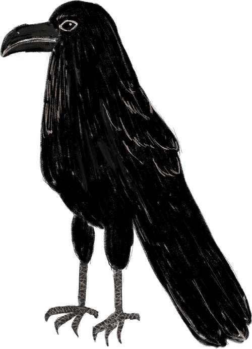 An illustration of a crow standing, pictured from the side